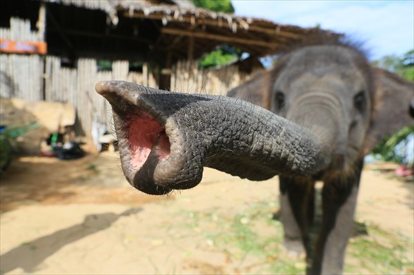 Туристы любят покормить жтого слоника, Таиланд